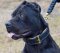 Hundehalsband aus Leder für Bandog, durchgenäht und vernietet