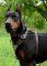Hundegeschirr aus Leder mit Nieten-Dekor für Dobermann