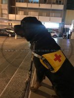 Rottweiler Kenndecke für Helfer-, Rettungs- und Therapiehund_1