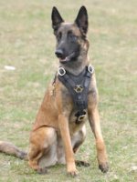 Hundegeschirr Leder TOP-Klasse | Hunde-Ledergeschirr fein_1