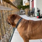 Hundehalsband aus Leder mit Nickelnieten_1