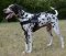 Dog Harness K9 with Patches Nylon for Dalmatian
