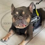 Bestseller Hundegeschirr aus Nylon wasserdicht für Französische Bulldogge_2