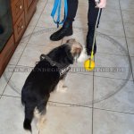 Nylon Hundeleine blau_6