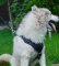 Husky Bestseller Hundegeschirr Leder mit Y-Brustplatte