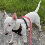 Hundegeschirr Leder für Bullterrier für Mantrailing & Training_1