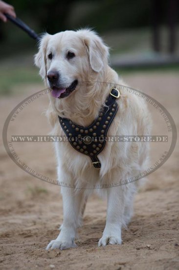 Leder Hundegeschirr mit Messing-Nieten für Golden Retriever