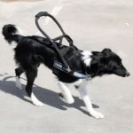 Hundegeschirr Nylon Schwarz | bestseller Blindenführhundgeschirr Klettlogo_6
