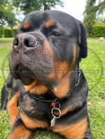 Stainless Steel Black Choke Collar | Sprenger Chain Dog Collar_1