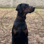 Lederhalsband Hund mit Messing Pyramiden_1