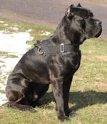 Cane Corso K9 Allwetter-Hundegeschirr, Nylon