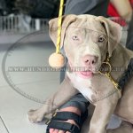 Hundeball aus Gummi, 6 cm | Solides Spielzeug für Aktive Hunde_1