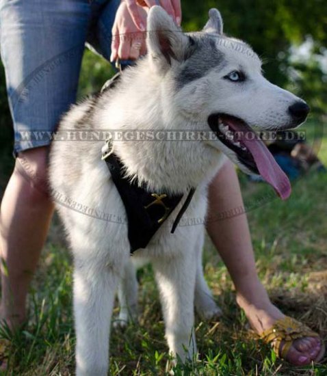 Hundegeschirr gepolstert für Husky aus Leder, Bestseller