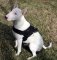 Bullterrier K9 Hundegeschirr aus Nylon