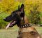 Malinois Halsband Leder mit Spikes und Nieten Prachtvoll-Design