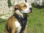 Hundegeschirr Leder für Amstaff, Bestseller K9 Geschirr