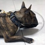 Bemaltes Hundehalsband aus Leder für Bullterrier_2