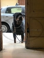 Rottweiler Lederleine für Polizei- und Rettungshunde, 13 mm_1