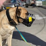 Lederhalsband mit Messing Schnalle für Bullmastiff Trainings und Erziehung_5