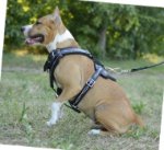 Hundegeschirr Leder für Amstaff | Bestseller Designer Geschirr, gepolstert