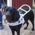 Blindenhundegeschirr für Labrador | Leder Hundegeschirr Weiß