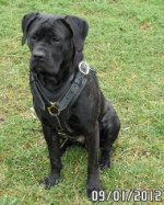 Cane Corso edles gepolstertes Hundegeschirr, Leder_0