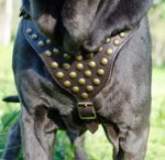 Mastino Napoletano Hunde Geschirr Leder USA Design_1