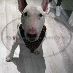 Bullterrier Exklusives Hundegeschirr aus Leder mit Nieten_1