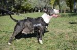 Neues Hundegeschirr aus Nylon K9 für Bullterrier_0