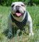 Englische Bulldogge Leder Exklusives Hundegeschirr mit Nieten