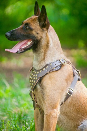 Hundegeschirr Leder für Malinois mit schönen Nieten