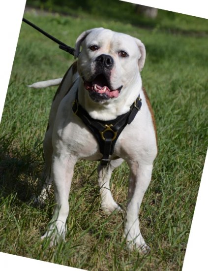 Hundegeschirr Leder für Amerikanische Bulldogge Mantrailing