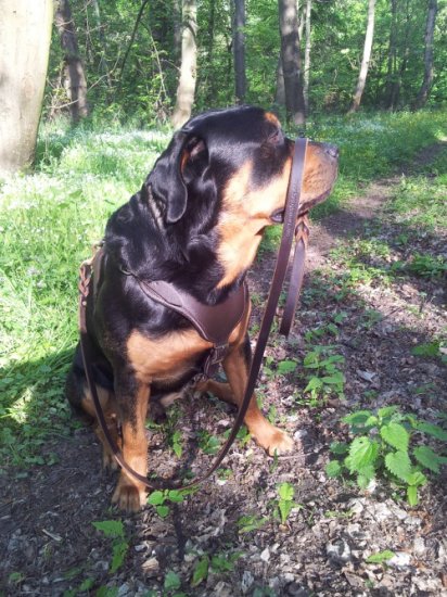 Leder Hundegeschirr für Rottweiler für Schutz und Angriff
