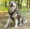 Hundegeschirr Gepolstert | Malamute Geschirr Exklusiv ▲