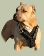 Hundegeschirr aus Leder Amerikanischer Pitbull Edles Design_0