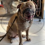 Allwettertaugliches Drahtmaulkorb für Pitbull_3