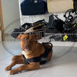 Staffordshire Bullterrier Tracking Dog Harness of Nylon_1