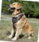 Walking Harness for Labrador | Leather Designer Harness