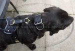 Cane Corso edles gepolstertes Hundegeschirr, Leder_2
