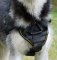 Alaskan Malamute Dog Harness | Training Harness