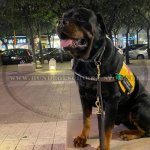 Rottweiler Kenndecke für Helfer-, Rettungs- und Therapiehund_4