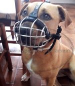 Maulkorb aus Draht für Pitbull Terrier