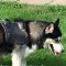 Husky Geschirr aus Nylon für Alltag & Hundesport