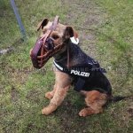 Leder Maulkorb mit Metall Platte, super stark_1