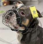 Drahtmaulkorb für American Bully bequem und leicht_0