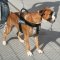Hundegeschirr Nylon mit Klettlogos für Deutschen Boxer