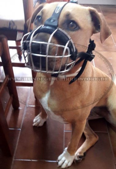 Maulkorb aus Draht für Pitbull Terrier