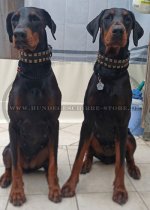 Nietenhalsband Exklusiv 40 cm breit für Dobermann_3