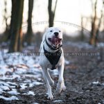 Bestseller Hundegeschirr Leder für Dogo Argentino_6