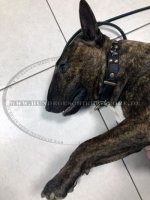 Collars with bronze-pated stars and rivets Vintage Design_1